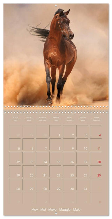 Arabian Horses • The Kings of Desert (CALVENDO Monthly Calendar 2025)