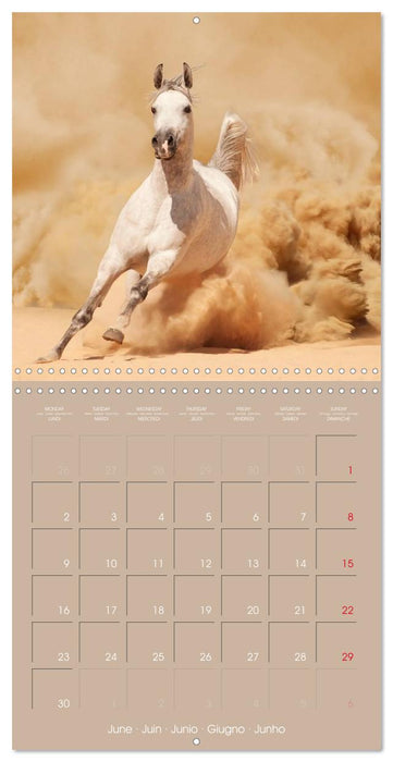 Arabian Horses • The Kings of Desert (CALVENDO Monthly Calendar 2025)