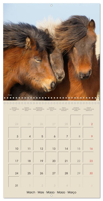 ICELANDIC HORSES from BRIMILSVELLIR (CALVENDO Monthly Calendar 2025)