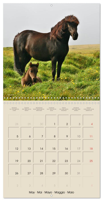 ICELANDIC HORSES from BRIMILSVELLIR (CALVENDO Monthly Calendar 2025)