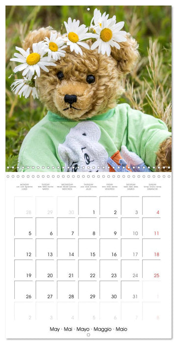 Teddy Bear on the way (CALVENDO Monthly Calendar 2025)