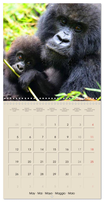 Gorillas • The Gentle Giants (CALVENDO Monthly Calendar 2025)