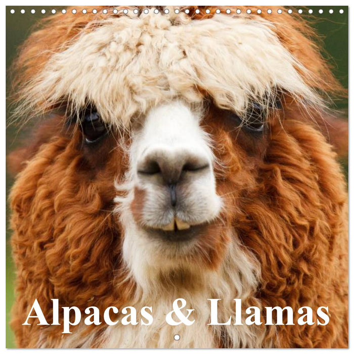 Alpacas & Llamas (CALVENDO Monthly Calendar 2025)