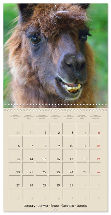 Alpacas & Llamas (CALVENDO Monthly Calendar 2025)