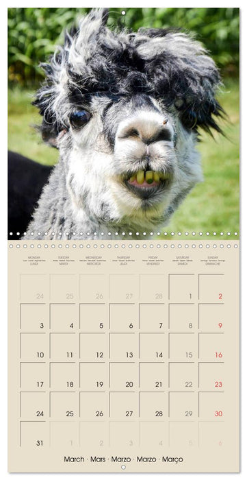 Alpacas & Llamas (CALVENDO Monthly Calendar 2025)