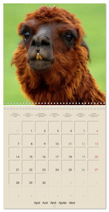 Alpacas & Llamas (CALVENDO Monthly Calendar 2025)