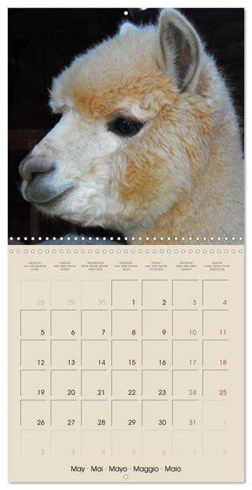 Alpacas & Llamas (CALVENDO Monthly Calendar 2025)