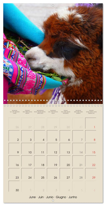 Alpacas & Llamas (CALVENDO Monthly Calendar 2025)