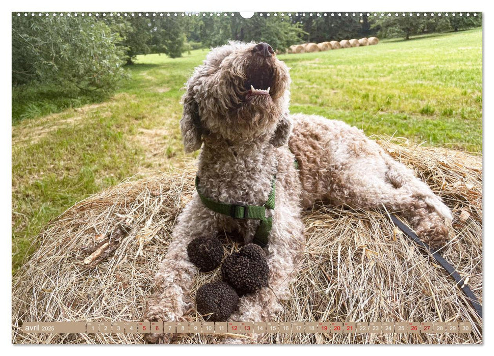 Trésors de truffes françaises (CALVENDO Calendrier mensuel 2025)