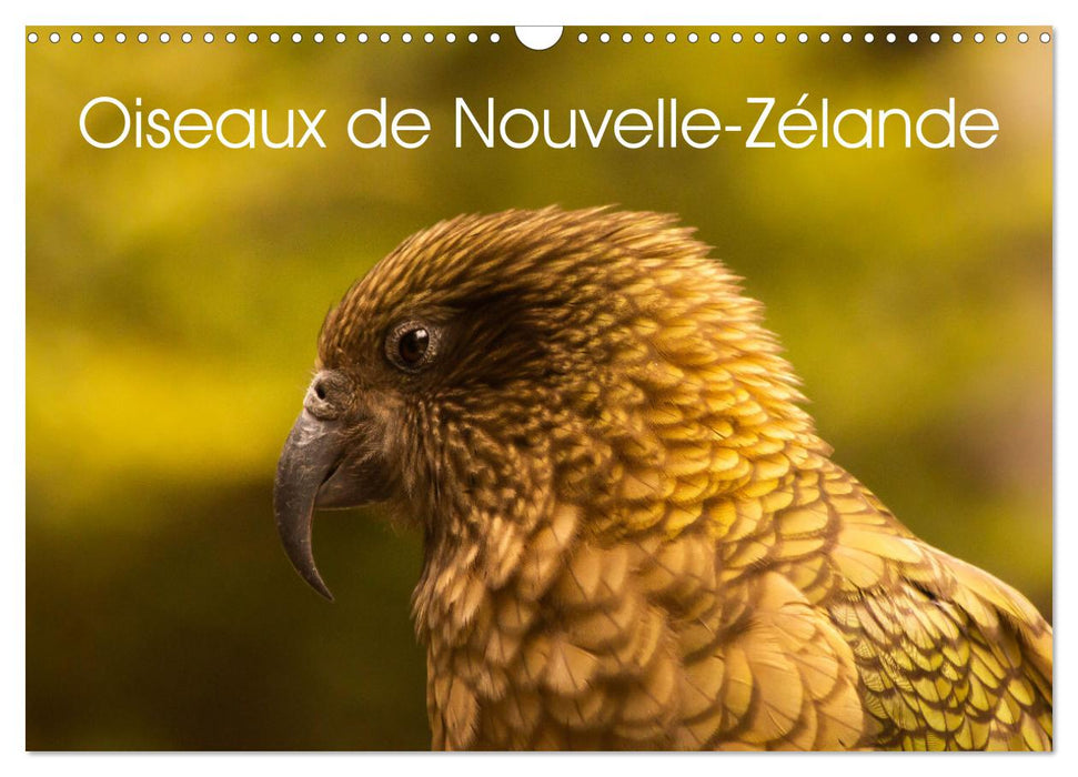 Oiseaux de Nouvelle-Zélande (CALVENDO Calendrier mensuel 2025)