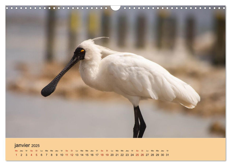 Oiseaux de Nouvelle-Zélande (CALVENDO Calendrier mensuel 2025)