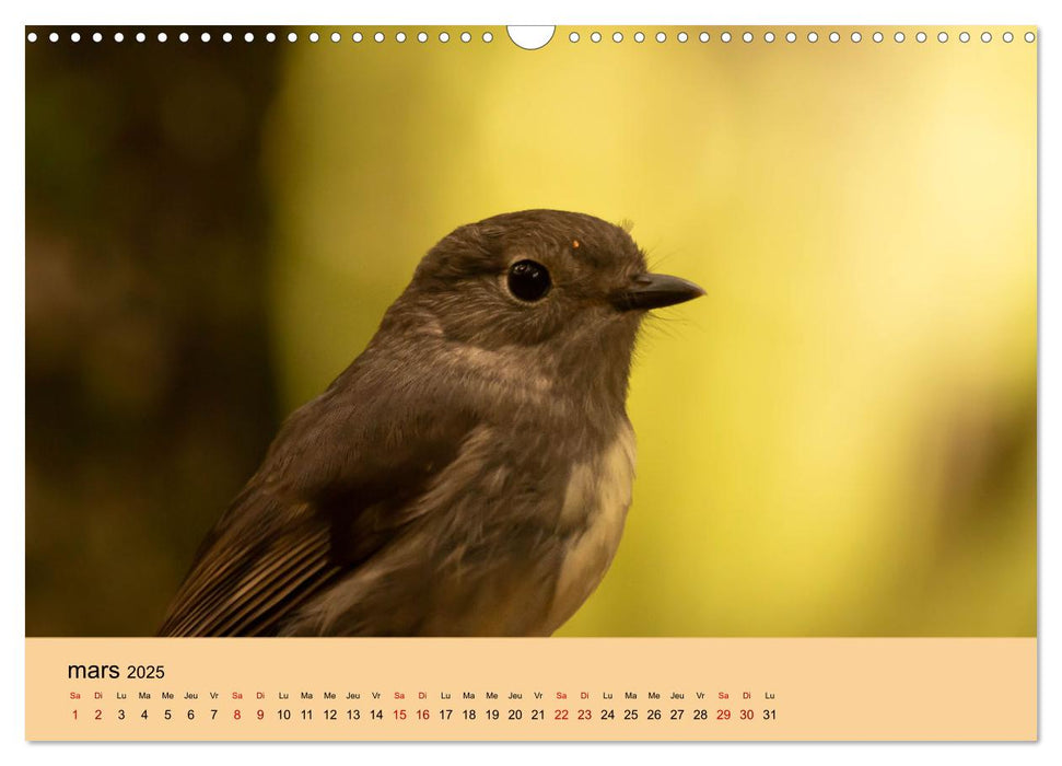 Oiseaux de Nouvelle-Zélande (CALVENDO Calendrier mensuel 2025)