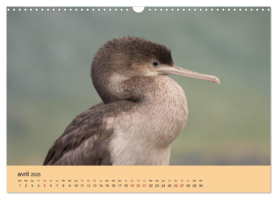 Oiseaux de Nouvelle-Zélande (CALVENDO Calendrier mensuel 2025)