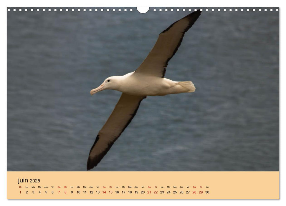 Oiseaux de Nouvelle-Zélande (CALVENDO Calendrier mensuel 2025)