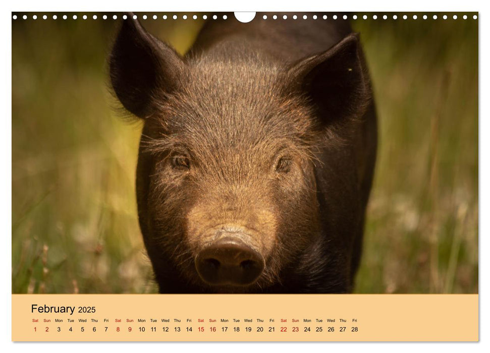 Our farm animals (CALVENDO Monthly Calendar 2025)