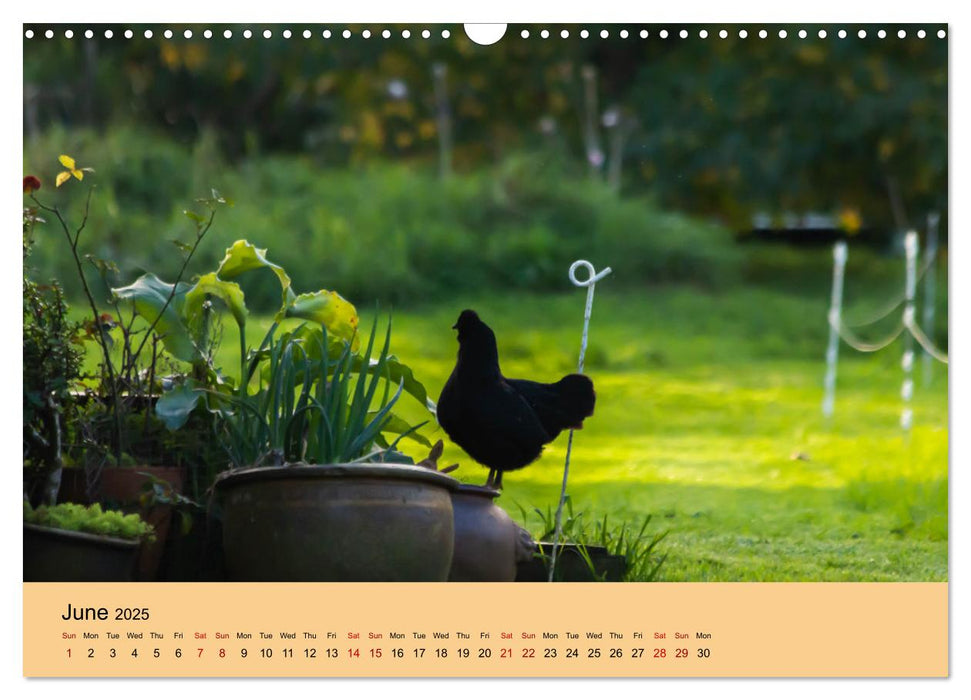 Our farm animals (CALVENDO Monthly Calendar 2025)