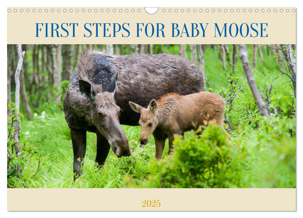 FIRST STEPS FOR BABY MOOSE (CALVENDO Monthly Calendar 2025)