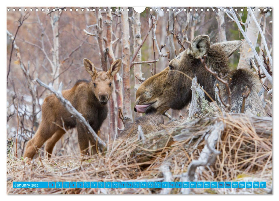 FIRST STEPS FOR BABY MOOSE (CALVENDO Monthly Calendar 2025)