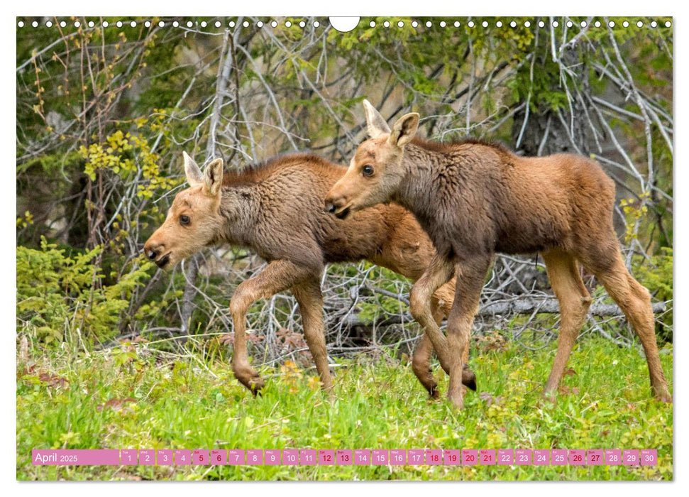 FIRST STEPS FOR BABY MOOSE (CALVENDO Monthly Calendar 2025)