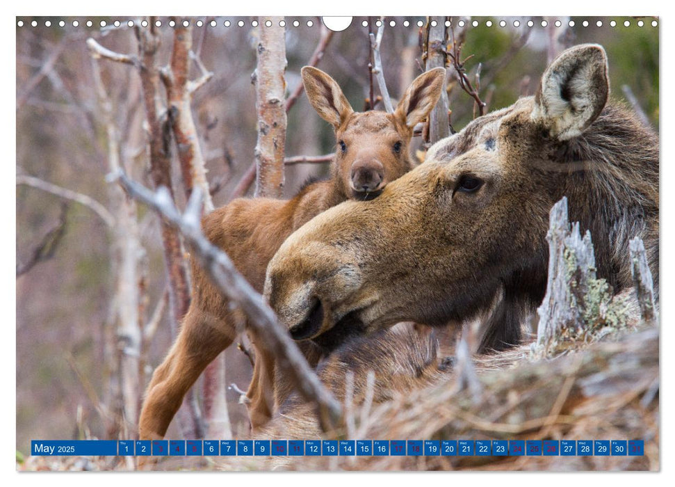 FIRST STEPS FOR BABY MOOSE (CALVENDO Monthly Calendar 2025)