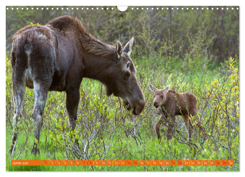 FIRST STEPS FOR BABY MOOSE (CALVENDO Monthly Calendar 2025)