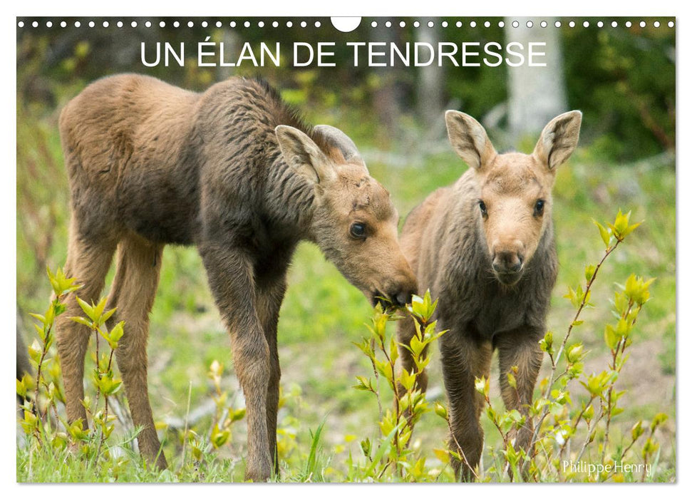 Un élan de tendresse (CALVENDO Calendrier mensuel 2025)