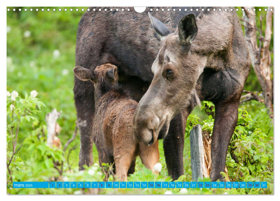 Un élan de tendresse (CALVENDO Calendrier mensuel 2025)