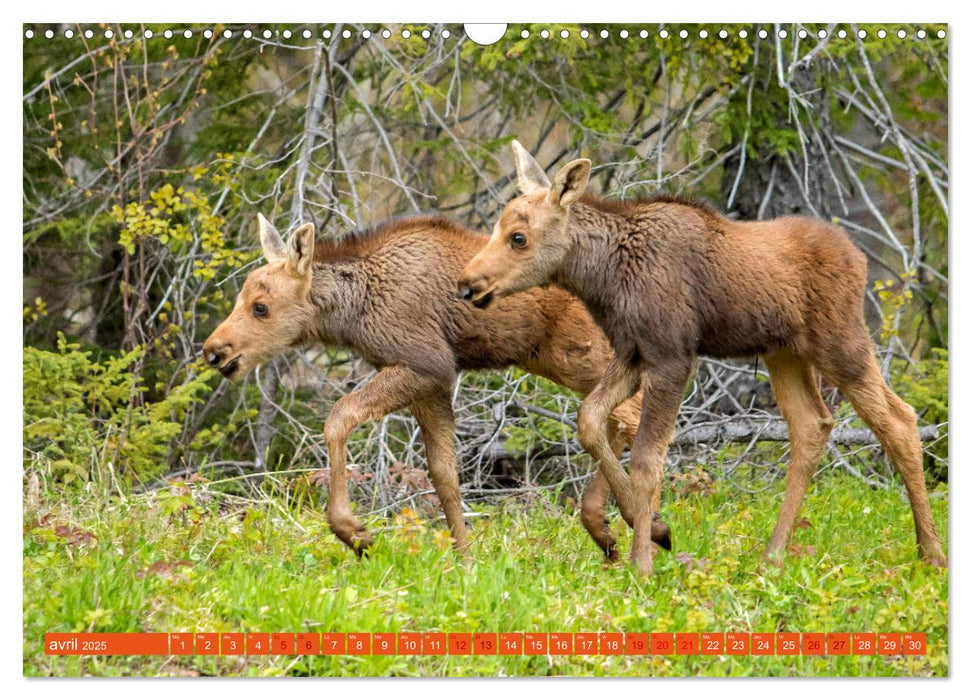 Un élan de tendresse (CALVENDO Calendrier mensuel 2025)