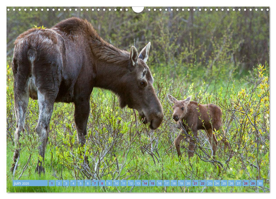 Un élan de tendresse (CALVENDO Calendrier mensuel 2025)