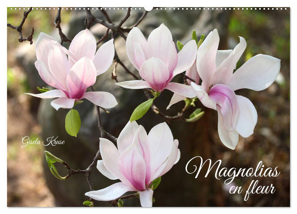 Magnolias en fleur (CALVENDO Calendrier mensuel 2025)