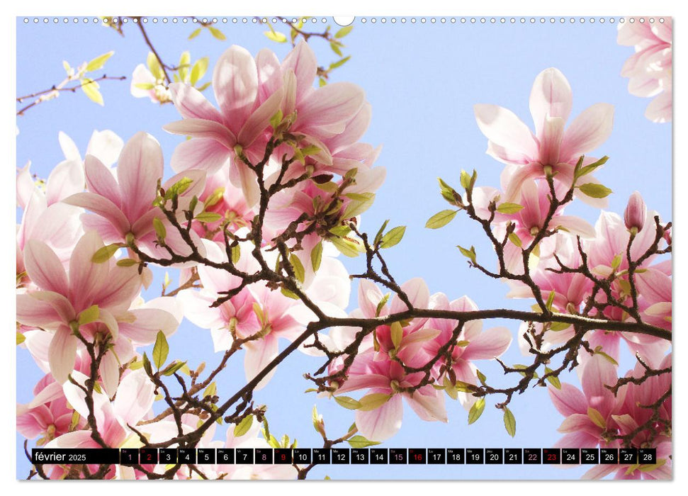 Magnolias en fleur (CALVENDO Calendrier mensuel 2025)