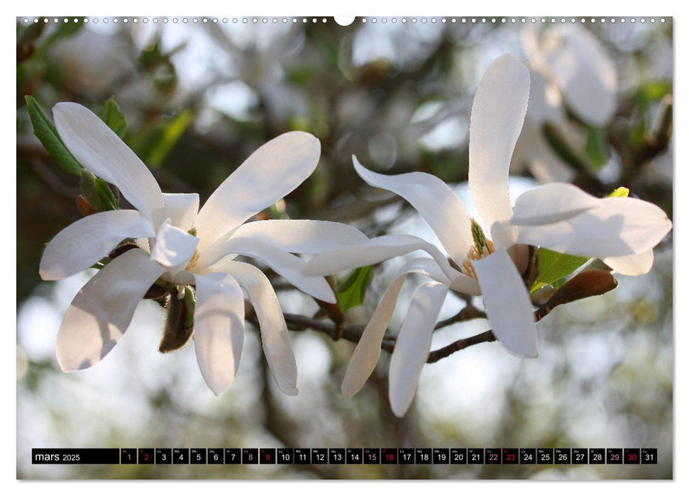 Magnolias en fleur (CALVENDO Calendrier mensuel 2025)