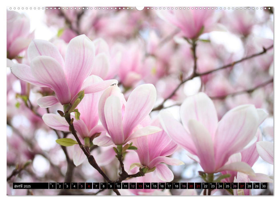 Magnolias en fleur (CALVENDO Calendrier mensuel 2025)