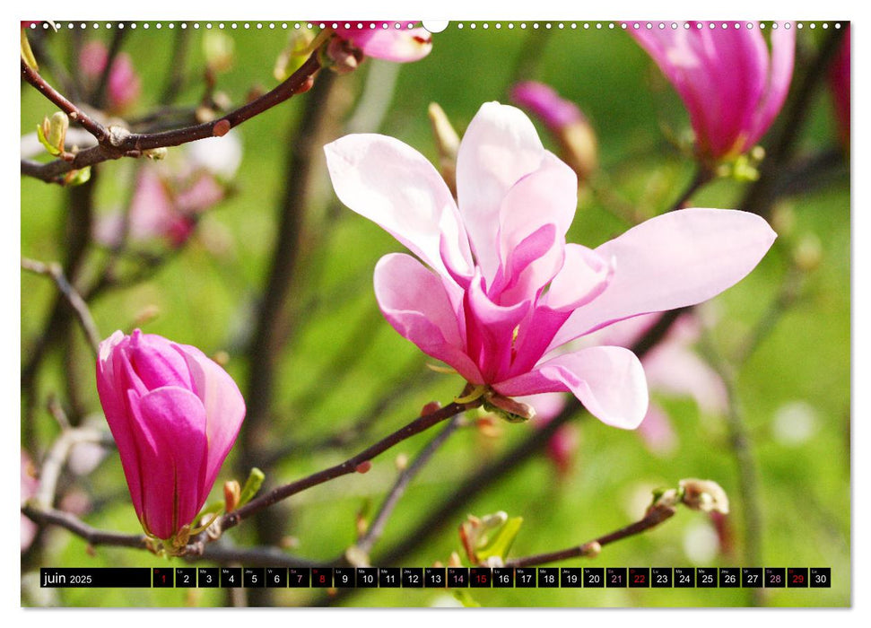 Magnolias en fleur (CALVENDO Calendrier mensuel 2025)