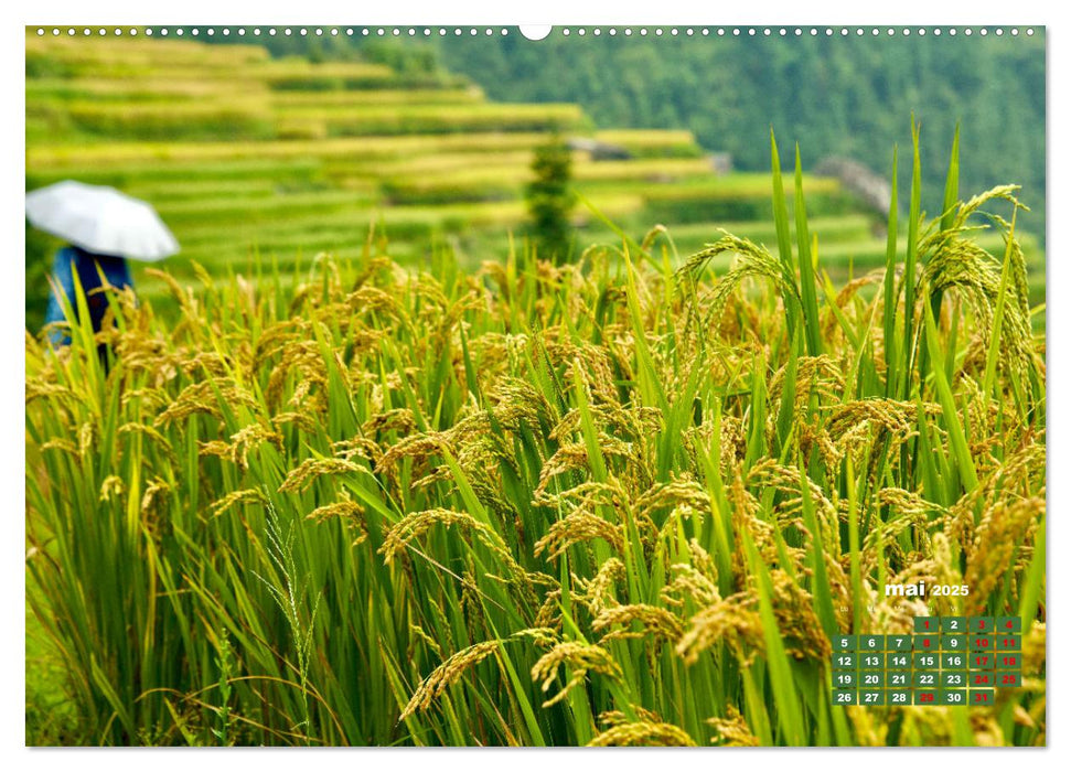 Riz de Chine (CALVENDO Calendrier supérieur 2025)