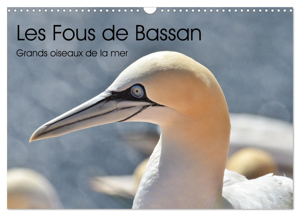 Fous de Bassan - Grands oiseaux marins (CALVENDO Calendrier mensuel 2025)