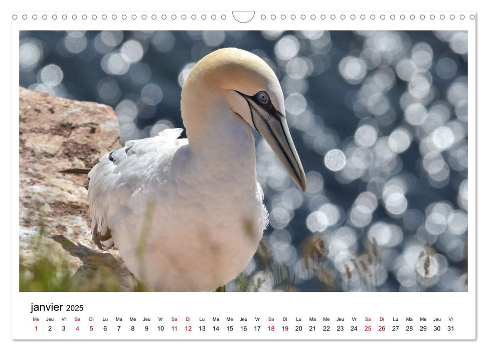 Fous de Bassan - Grands oiseaux marins (CALVENDO Calendrier mensuel 2025)