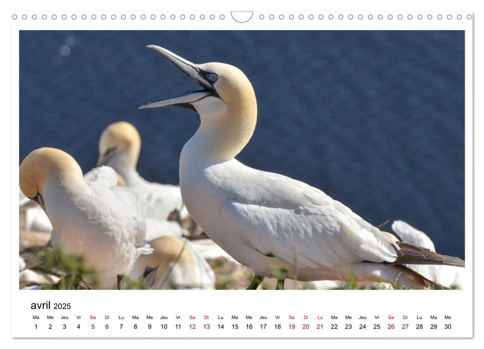 Fous de Bassan - Grands oiseaux marins (CALVENDO Calendrier mensuel 2025)