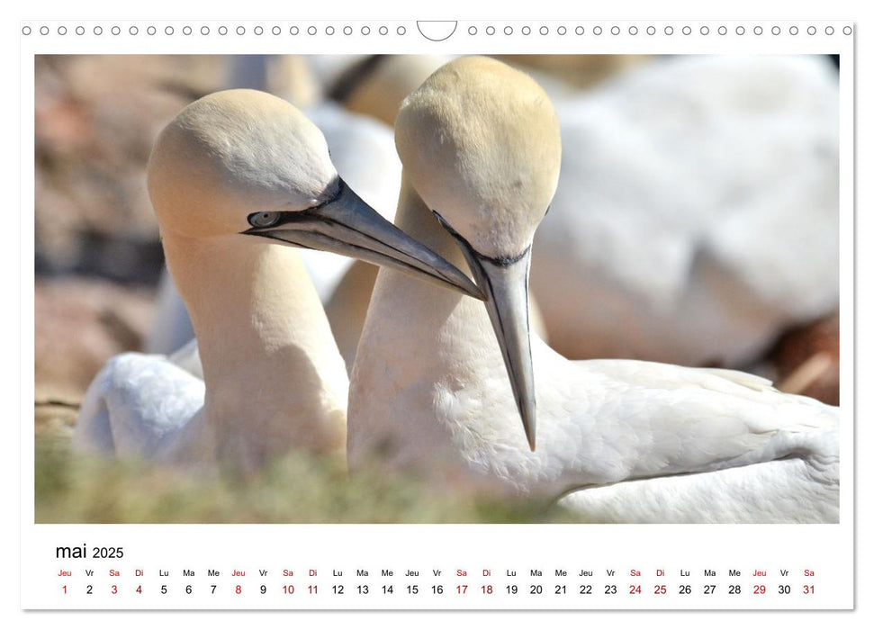 Fous de Bassan - Grands oiseaux marins (CALVENDO Calendrier mensuel 2025)