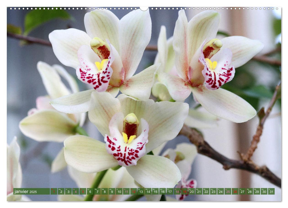 Orchidées merveilleuses (CALVENDO Calendrier mensuel 2025)