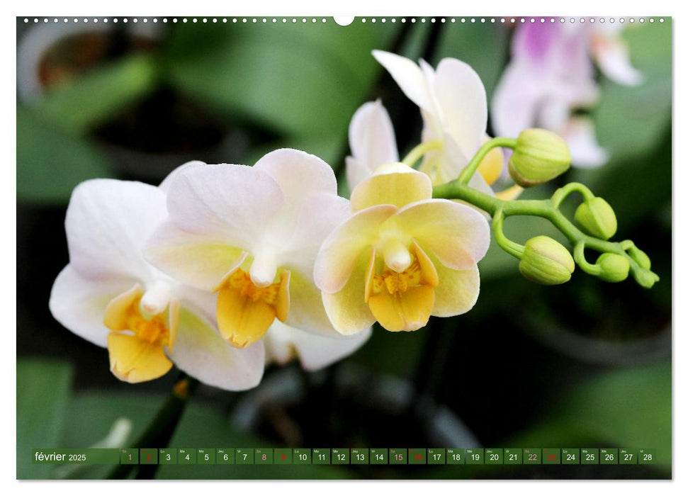 Orchidées merveilleuses (CALVENDO Calendrier mensuel 2025)