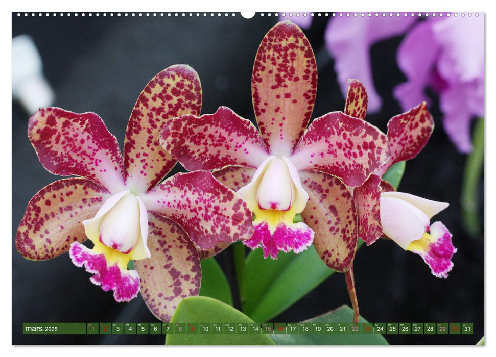 Orchidées merveilleuses (CALVENDO Calendrier mensuel 2025)