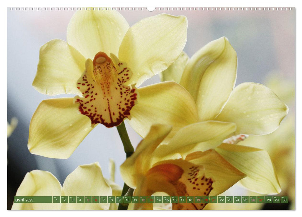 Orchidées merveilleuses (CALVENDO Calendrier mensuel 2025)