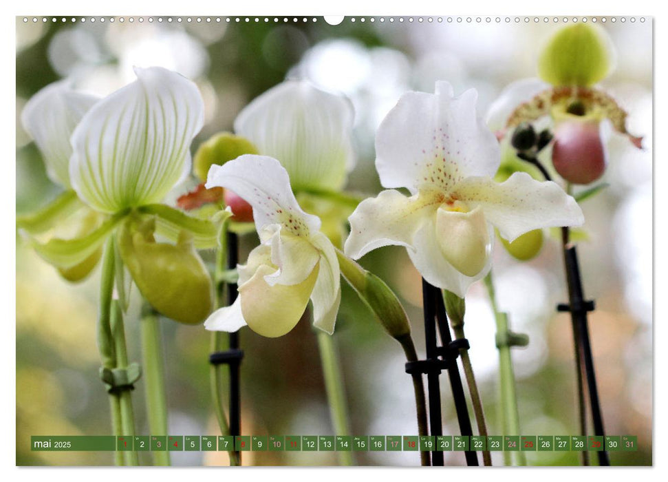 Orchidées merveilleuses (CALVENDO Calendrier mensuel 2025)