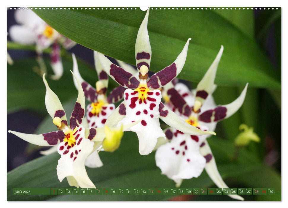 Orchidées merveilleuses (CALVENDO Calendrier mensuel 2025)