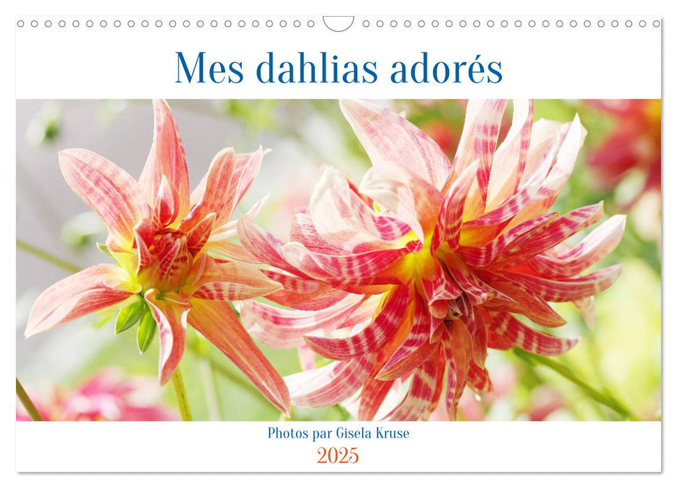 Mes dahlias adorés (CALVENDO Calendrier mensuel 2025)