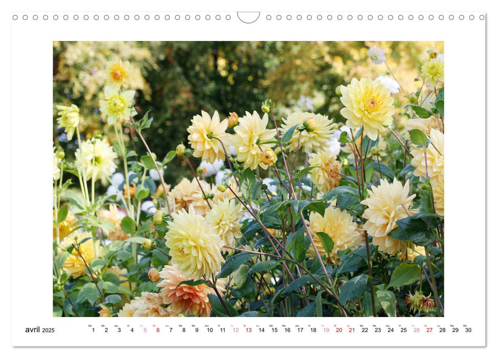 Mes dahlias adorés (CALVENDO Calendrier mensuel 2025)