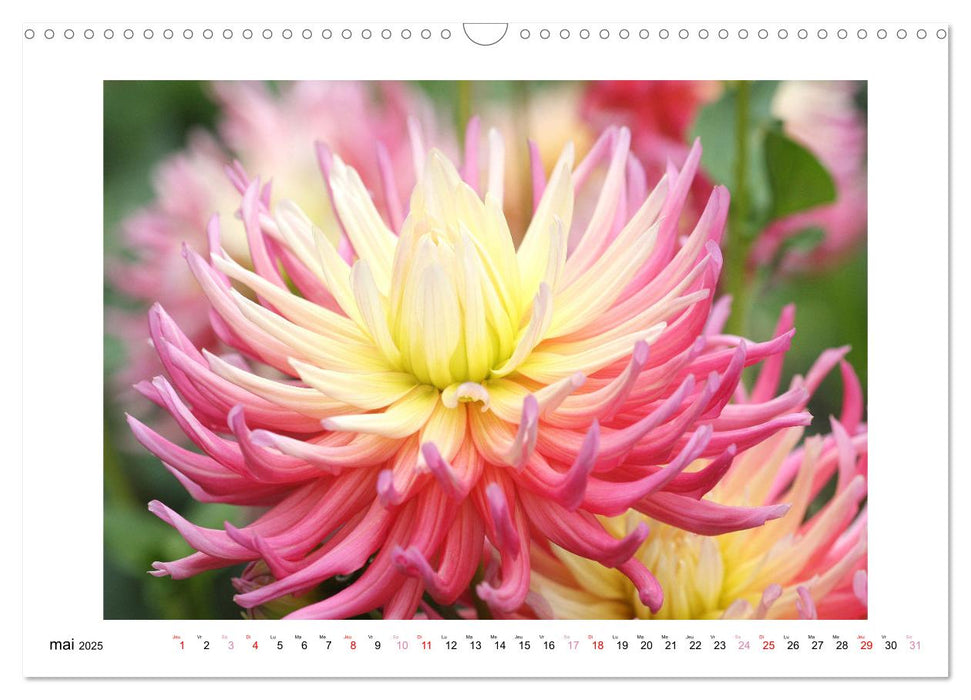 Mes dahlias adorés (CALVENDO Calendrier mensuel 2025)