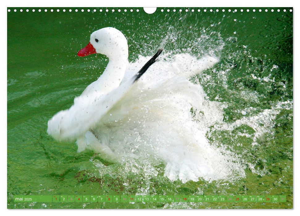 D'adorables nageurs à plumes (CALVENDO Calendrier mensuel 2025)