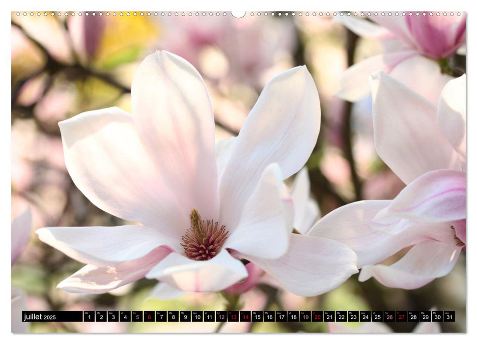 Magnolias en fleur (CALVENDO Calendrier supérieur 2025)